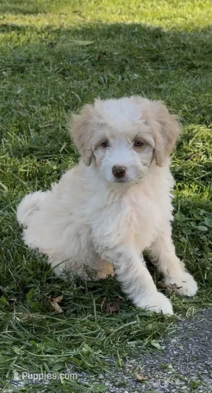 Bronco – Miniature Bernedoodle puppy for sale in Campbellsville, KY