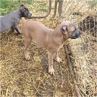 Pink Collar, a female Cane Corso for sale in Lenoir, NC – 3 of 3