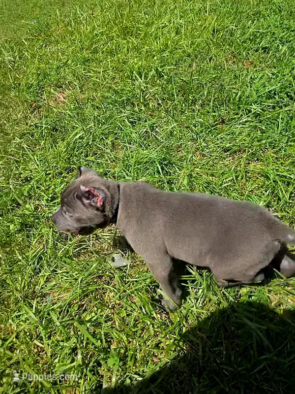 Black Collar – Cane Corso puppy for sale in Lenoir, NC