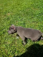 Black Collar, a male Cane Corso for sale in Lenoir, NC – 1 of 3