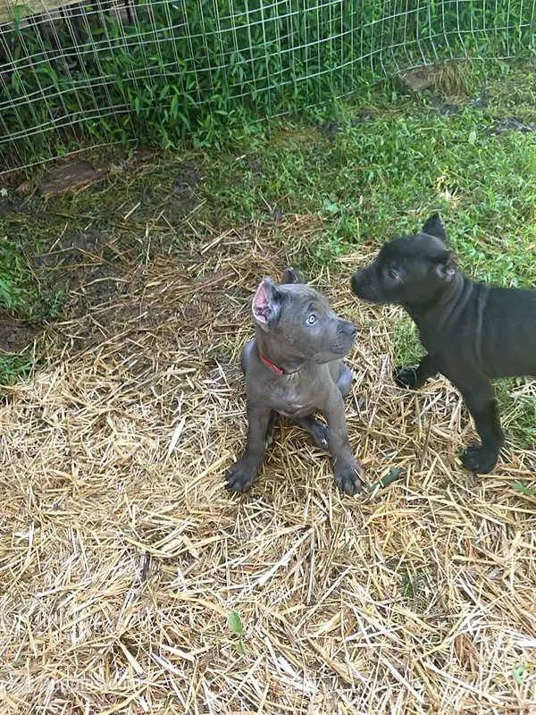Green collar – Cane Corso puppy for sale in Lenoir, NC