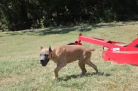 Yellow collar , a female Cane Corso for sale in Lenoir, NC – 2 of 4
