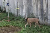 Yellow collar , a female Cane Corso for sale in Lenoir, NC – 4 of 4