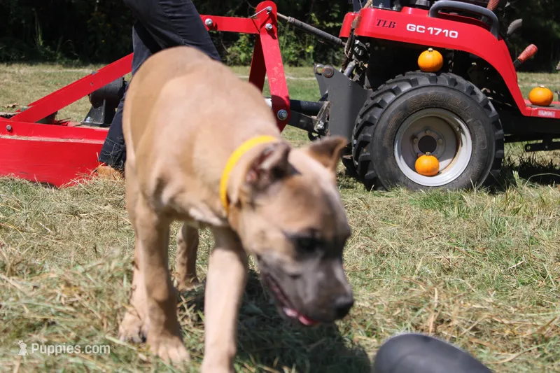 Yellow collar  – Cane Corso puppy for sale in Lenoir, NC