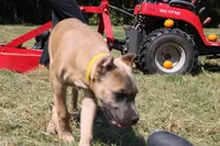 Yellow collar , a female Cane Corso for sale in Lenoir, NC – 1 of 4