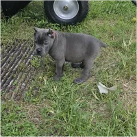 Black Collar, a male Cane Corso for sale in Lenoir, NC – 2 of 3
