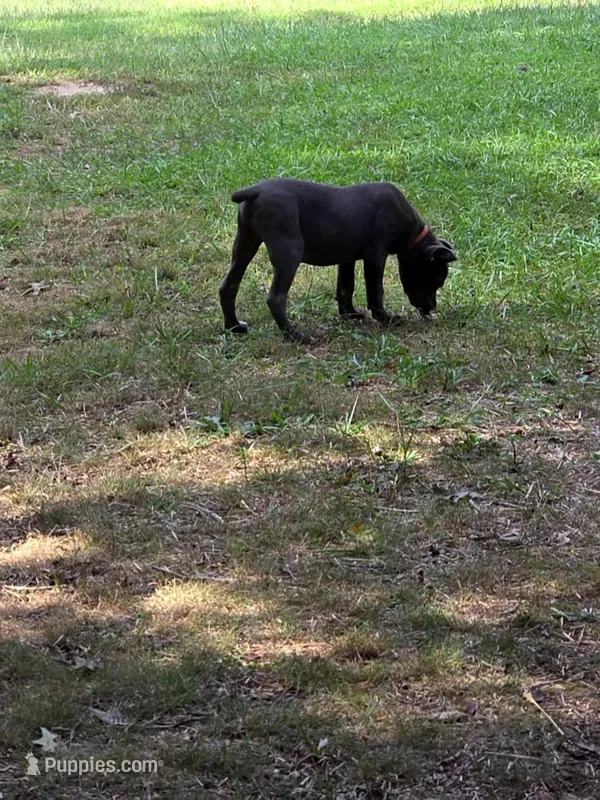 Orange collar now black collar  – Cane Corso puppy for sale in Lenoir, NC