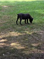 Orange collar now black collar , a male Cane Corso for sale in Lenoir, NC – 1 of 5
