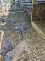 Green collar, a female Cane Corso for sale in Lenoir, NC – 3 of 3