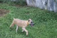 Yellow collar , a female Cane Corso for sale in Lenoir, NC – 3 of 4