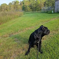 Bentley( 9months) AKC, ICCF, a male Cane Corso for sale in Lenoir, NC – Photo 7 of 9