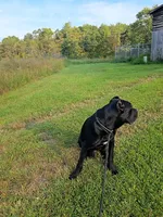 Bentley( 9months) AKC, ICCF, a male Cane Corso for sale in Lenoir, NC – Photo 7 of 9