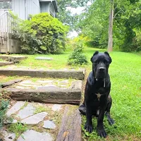 Bentley( 9months) AKC, ICCF, a male Cane Corso for sale in Lenoir, NC – Photo 5 of 9