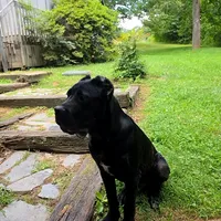 Bentley( 9months) AKC, ICCF, a male Cane Corso for sale in Lenoir, NC – Photo 3 of 9