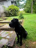 Bentley( 9months) AKC, ICCF, a male Cane Corso for sale in Lenoir, NC – Photo 3 of 9