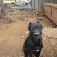 Bentley( 9months) AKC, ICCF, a male Cane Corso for sale in Lenoir, NC – Photo 8 of 9