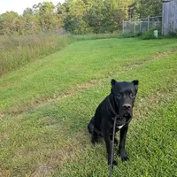 Bentley( 9months) AKC, ICCF, a male Cane Corso for sale in Lenoir, NC – Photo 2 of 9