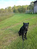Bentley( 9months) AKC, ICCF, a male Cane Corso for sale in Lenoir, NC – Photo 2 of 9
