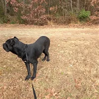 Bentley( 9months) AKC, ICCF, a male Cane Corso for sale in Lenoir, NC – Photo 9 of 9