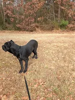 Bentley( 9months) AKC, ICCF, a male Cane Corso for sale in Lenoir, NC – Photo 9 of 9