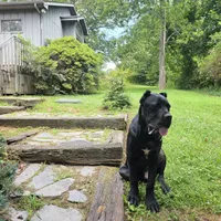 Bentley( 9months) AKC, ICCF, a male Cane Corso for sale in Lenoir, NC – Photo 6 of 9