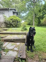 Bentley( 9months) AKC, ICCF, a male Cane Corso for sale in Lenoir, NC – Photo 6 of 9