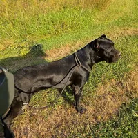 Bentley( 9months) AKC, ICCF, a male Cane Corso for sale in Lenoir, NC – Photo 1 of 9