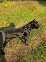 Bentley( 9months) AKC, ICCF, a male Cane Corso for sale in Lenoir, NC – Photo 1 of 9