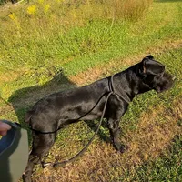 Bentley( 9months) AKC, ICCF, a male Cane Corso for sale in Lenoir, NC – Photo 4 of 9