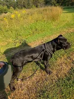 Bentley( 9months) AKC, ICCF, a male Cane Corso for sale in Lenoir, NC – Photo 4 of 9