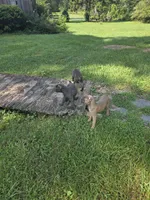 Pink Collar, a female Cane Corso for sale in Lenoir, NC – 2 of 2