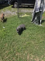 Red Collar, a female Cane Corso for sale in Lenoir, NC – 2 of 2