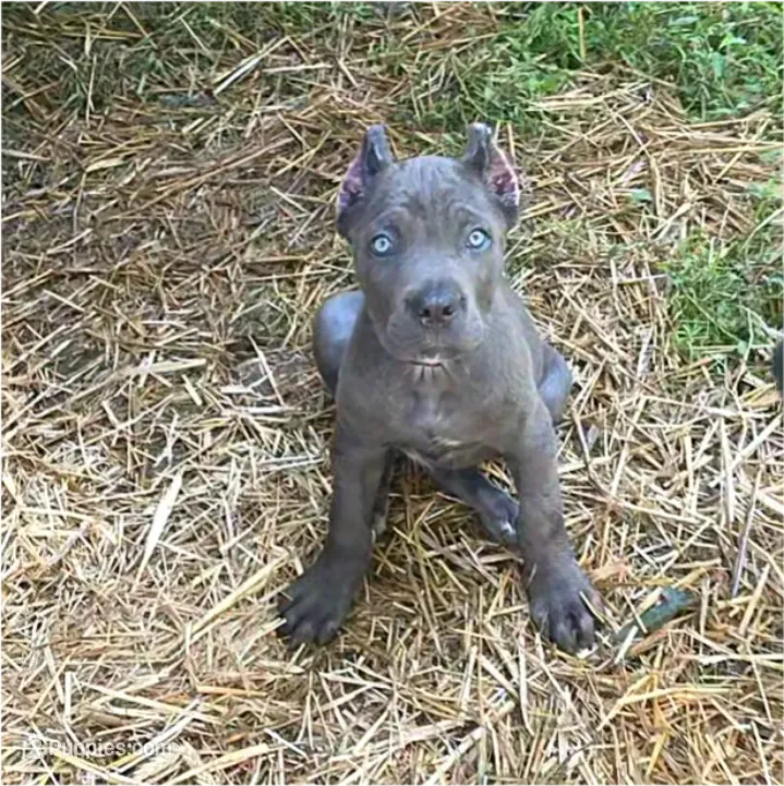 Green collar – Cane Corso puppy for sale in Lenoir, NC