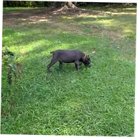 Orange collar now black collar , a male Cane Corso for sale in Lenoir, NC – 3 of 5