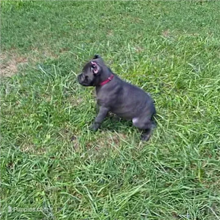 Red Collar – Cane Corso puppy for sale in Lenoir, NC