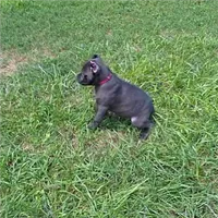 Red Collar, a female Cane Corso for sale in Lenoir, NC – 1 of 2