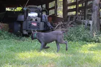 Green collar, a female Cane Corso for sale in Lenoir, NC – 1 of 1
