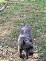 Orange collar now black collar , a male Cane Corso for sale in Lenoir, NC – 2 of 5
