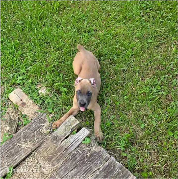 Pink Collar – Cane Corso puppy for sale in Lenoir, NC