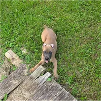 Pink Collar, a female Cane Corso for sale in Lenoir, NC – 1 of 2