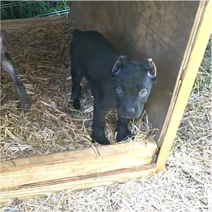 Purple collar – Cane Corso puppy for sale in Lenoir, NC