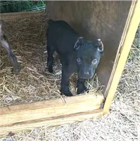 Purple collar, a female Cane Corso for sale in Lenoir, NC – 1 of 2
