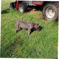 Orange collar now black collar , a male Cane Corso for sale in Lenoir, NC – 4 of 5