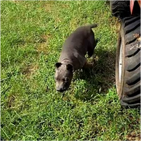 Orange collar now black collar , a male Cane Corso for sale in Lenoir, NC – 5 of 5