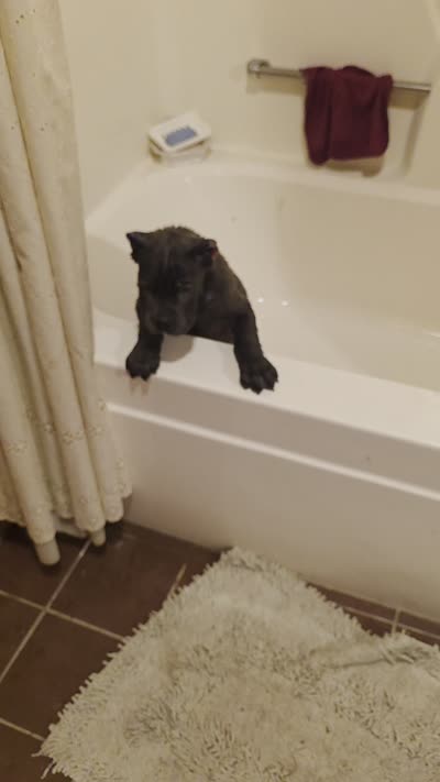 Black Collar, a male Cane Corso for sale in Lenoir, NC – 3 of 3