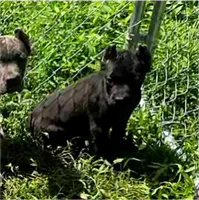 Purple collar, a female Cane Corso for sale in Lenoir, NC – 2 of 2