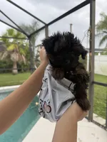 Tiny Black Bear Financing Available, a male Yorkshire Terrier for sale in Kissimmee, FL – 2 of 3