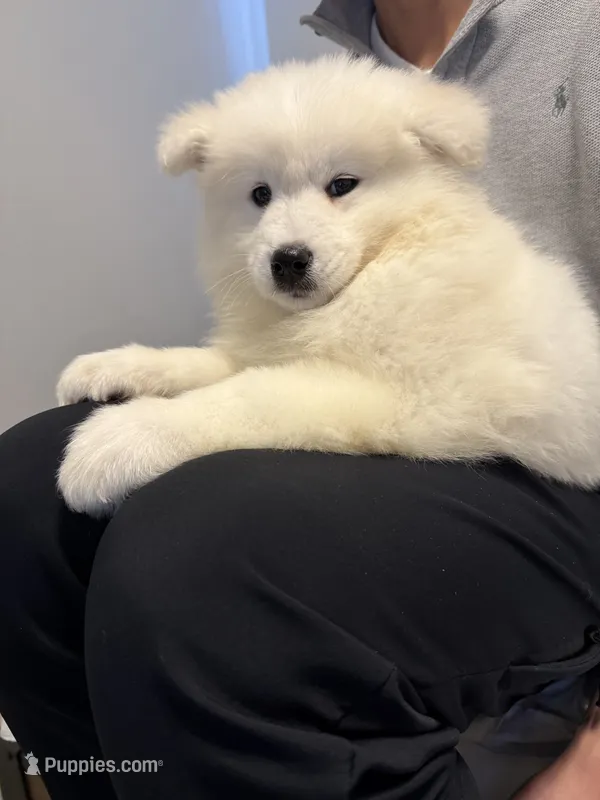 samoyed AKC – Samoyed puppy for sale in Kissimmee, FL