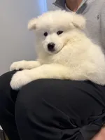samoyed AKC, a male Samoyed for sale in Kissimmee, FL – 1 of 2