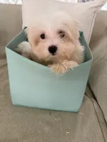 Cotton Ball, a male Maltese for sale in Kissimmee, FL – 2 of 3